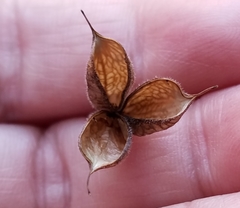 Delphinium alabamicum
