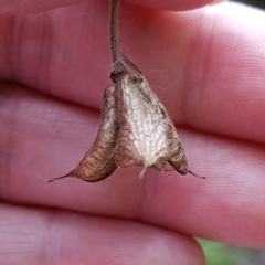Delphinium alabamicum