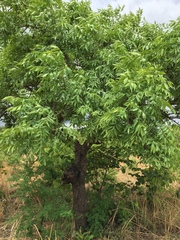 Lannea coromandelica