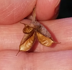 Delphinium alabamicum