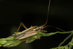 Leptopterna dolabrata