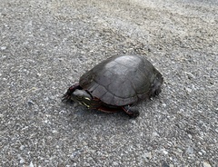 Chrysemys picta marginata