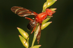 Tritoxa incurva