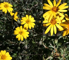 Dimorphotheca chrysanthemifolia
