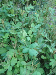 Chelidonium majus