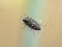 Phaenops