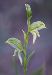Pterostylis smaragdyna