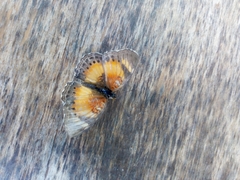Junonia sophia