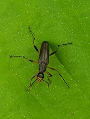 Stenotrachelidae
