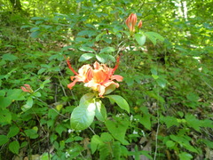 Rhododendron cumberlandense