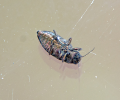 Phaenops
