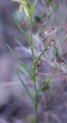 Pterostylis smaragdyna