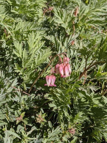 Image of Dicentra nevadensis by no rights reserved