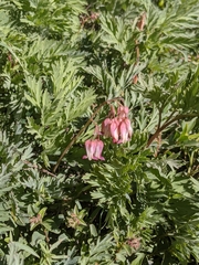 Dicentra nevadensis