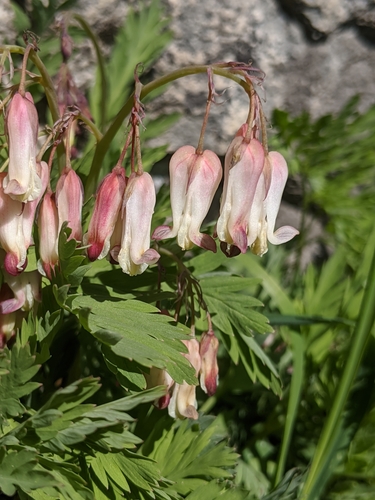 Image of Dicentra nevadensis by no rights reserved