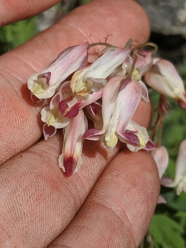 Image of Dicentra nevadensis by no rights reserved