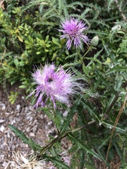 Cirsium repandum