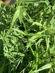 Phlox glaberrima interior