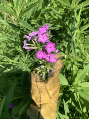 Phlox glaberrima interior
