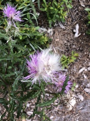 Cirsium repandum