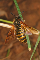 Abia lonicerae