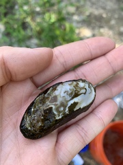 Unionoidea