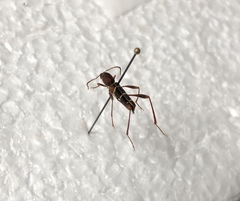 Neoclytus acuminatus acuminatus