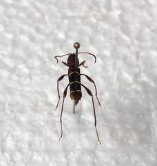Neoclytus acuminatus acuminatus