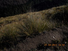 Chionochloa rigida rigida