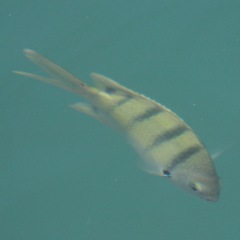 Abudefduf abdominalis