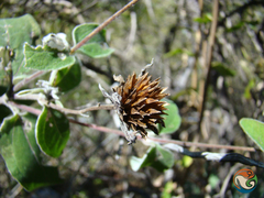 Viguiera grammatoglossa