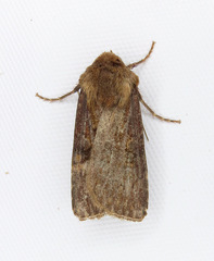 Agrotis vancouverensis