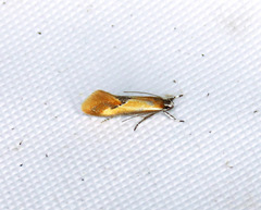 Batia lunaris