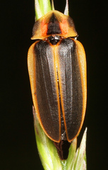 Pyractomena angulata