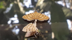 Notarcha tigrina