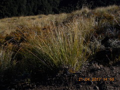 Chionochloa rigida rigida