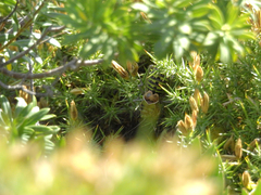 Pycnogaster cucullatus