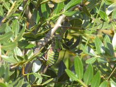 Pycnogaster cucullatus