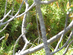 Pycnogaster cucullatus