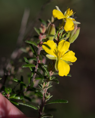 Hibbertia australis