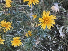 Scolymus