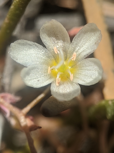 Image of Lewisia triphylla by no rights reserved