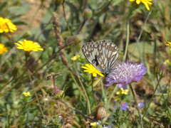 Melanargia occitanica