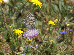Melanargia occitanica