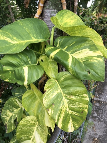 Golden Pothos (Epipremnum aureum) · iNaturalist