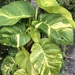 Golden Pothos - Photo (c) nmart225, some rights reserved (CC BY-NC)