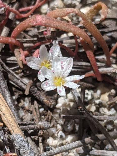 Image of Lewisia triphylla by no rights reserved