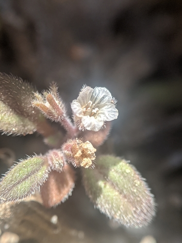Image of Phacelia eisenii by no rights reserved