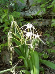 Hymenocallis acutifolia