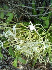 Hymenocallis acutifolia
